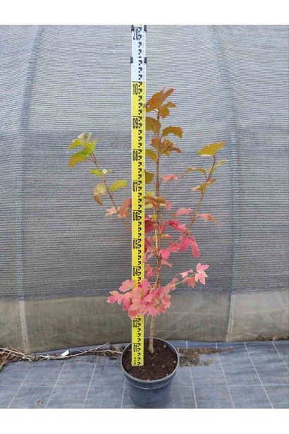 Калина звичайна / червона-5л/вис.80-100см/Ø30-40см/4роки